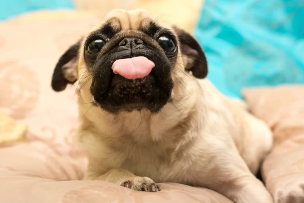 SENTARGO | Welcome to Sentargo