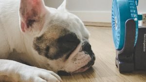 SENTARGO | How Can I Keep My Pet Safe in Hot Weather?