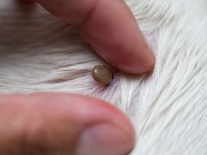 SENTARGO | Ticks: A Big Problem for You & Your Pet